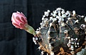 Нажмите на изображение для увеличения.

Название:	Gymnocalycium friedrichii ‘black’_8 (2).JPG
Просмотров:	578
Размер:	77.1 Кб
ID:	346756