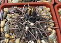 Нажмите на изображение для увеличения.

Название:	Gymnocalycium speggazinii VS103.jpg
Просмотров:	720
Размер:	205.5 Кб
ID:	346766