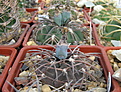 Нажмите на изображение для увеличения.

Название:	Gymnocalycium speggazinii VS103_2.jpg
Просмотров:	719
Размер:	204.2 Кб
ID:	346767