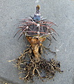 Нажмите на изображение для увеличения.

Название:	Gymnocalycium speggazinii VS103_3.jpg
Просмотров:	810
Размер:	152.5 Кб
ID:	346768