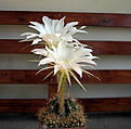 Нажмите на изображение для увеличения.

Название:	Echinopsis sucrensis Card. KK962.jpg
Просмотров:	502
Размер:	114.1 Кб
ID:	346772