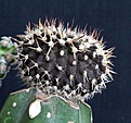 Нажмите на изображение для увеличения.

Название:	Uebelmannia meninensis f.rubra _7.14..JPG
Просмотров:	395
Размер:	134.6 Кб
ID:	346788