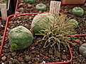 Нажмите на изображение для увеличения.

Название:	Pseudolithos cubiformis (Bally) Bally.jpg
Просмотров:	201
Размер:	240.6 Кб
ID:	346789