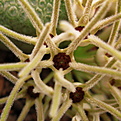 Нажмите на изображение для увеличения.

Название:	Pseudolithos cubiformis (Bally) Bally..jpg
Просмотров:	218
Размер:	230.5 Кб
ID:	346790