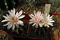 Нажмите на изображение для увеличения.

Название:	Gymnocalycium friedrichii v. fleischerianum.jpg
Просмотров:	598
Размер:	232.4 Кб
ID:	346797