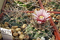 Нажмите на изображение для увеличения.

Название:	Gymnocalycium castellanosii var. armillatum P217.jpg
Просмотров:	423
Размер:	225.1 Кб
ID:	346835