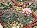 Нажмите на изображение для увеличения.

Название:	Gymnocalycium castellanosii var. armillatum P217_1.jpg
Просмотров:	456
Размер:	219.8 Кб
ID:	346836