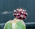 Нажмите на изображение для увеличения.

Название:	Gymnocalycium friedrichii ‘violet’_22.8.14.JPG
Просмотров:	633
Размер:	81.7 Кб
ID:	346837