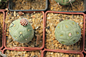 Нажмите на изображение для увеличения.

Название:	Tephrocactus geometricus.jpg
Просмотров:	234
Размер:	201.1 Кб
ID:	346862