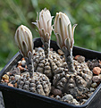 Нажмите на изображение для увеличения.

Название:	Gymnocalycium_ragonesei.jpg
Просмотров:	417
Размер:	196.3 Кб
ID:	346882