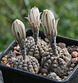 Нажмите на изображение для увеличения.

Название:	Gymnocalycium_ragonesei.jpg
Просмотров:	404
Размер:	196.3 Кб
ID:	346882