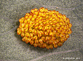 Нажмите на изображение для увеличения.

Название:	1_Polypodium_aureum.jpg
Просмотров:	171
Размер:	230.7 Кб
ID:	346894