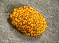Нажмите на изображение для увеличения.

Название:	2_Polypodium_aureum.jpg
Просмотров:	170
Размер:	188.8 Кб
ID:	346895