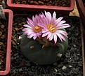 Нажмите на изображение для увеличения.

Название:	Lophophora fricii (decipiens)jpg
Просмотров:	160
Размер:	221.6 Кб
ID:	346927