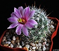 Нажмите на изображение для увеличения.

Название:	Mammillaria boolii.JPG
Просмотров:	213
Размер:	221.0 Кб
ID:	346941