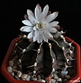 Нажмите на изображение для увеличения.

Название:	Gymnocalycium friedrichii var. albiflorum.JPG
Просмотров:	209
Размер:	132.3 Кб
ID:	346942