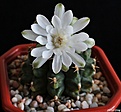Нажмите на изображение для увеличения.

Название:	Gymnocalycium sp..JPG
Просмотров:	200
Размер:	168.7 Кб
ID:	346943