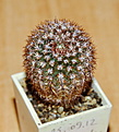 Нажмите на изображение для увеличения.

Название:	Notocactus rutilans.jpg
Просмотров:	129
Размер:	246.4 Кб
ID:	346980
