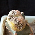 Нажмите на изображение для увеличения.

Название:	Euphorbia turbiniformis _8.14.JPG
Просмотров:	365
Размер:	90.2 Кб
ID:	346983