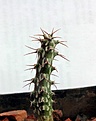 Нажмите на изображение для увеличения.

Название:	Euphorbia horwoodii_8.14.JPG
Просмотров:	318
Размер:	62.9 Кб
ID:	347009