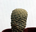 Нажмите на изображение для увеличения.

Название:	Euphorbia piscidermis_8.14.JPG
Просмотров:	318
Размер:	69.8 Кб
ID:	347010