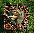 Нажмите на изображение для увеличения.

Название:	Gymnocalycium cardenasianum LB 2889.jpg
Просмотров:	476
Размер:	94.3 Кб
ID:	347014