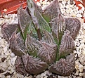 Нажмите на изображение для увеличения.

Название:	Haworthia  'Kegani' X venusta.JPG
Просмотров:	270
Размер:	77.5 Кб
ID:	347030