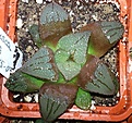 Нажмите на изображение для увеличения.

Название:	Haworthia magnifica var. atrofusca 10 km w Heidelberg Basry Hoogte RW 45-07.JPG
Просмотров:	268
Размер:	82.8 Кб
ID:	347032