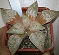 Нажмите на изображение для увеличения.

Название:	Haworthia picta tricolor.JPG
Просмотров:	261
Размер:	57.1 Кб
ID:	347034