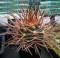 Нажмите на изображение для увеличения.

Название:	gymnocalycium armatum (2).jpg
Просмотров:	401
Размер:	174.4 Кб
ID:	347047