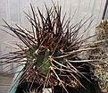 Нажмите на изображение для увеличения.

Название:	gymnocalycium armatum.jpg
Просмотров:	450
Размер:	158.9 Кб
ID:	347048