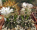 Нажмите на изображение для увеличения.

Название:	GYMNOCALYCIUM friedrichi Aqua Dulce.jpg
Просмотров:	562
Размер:	200.5 Кб
ID:	347079