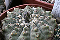 Нажмите на изображение для увеличения.

Название:	Gymnocalycium_stellatum_VG1248.jpg
Просмотров:	501
Размер:	200.1 Кб
ID:	347084