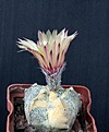 Нажмите на изображение для увеличения.

Название:	Astrophytum CoNivAs variegated_7y_9.14.JPG
Просмотров:	140
Размер:	89.2 Кб
ID:	347098