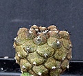 Нажмите на изображение для увеличения.

Название:	Copiapoa hypogaea ‘Lizard Skin’_3y_9.14.JPG
Просмотров:	250
Размер:	129.4 Кб
ID:	347099