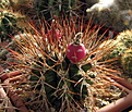 Нажмите на изображение для увеличения.

Название:	Gymnocalycium pungens...jpg
Просмотров:	417
Размер:	211.5 Кб
ID:	347110