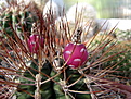 Нажмите на изображение для увеличения.

Название:	Gymnocalycium pungens.jpg
Просмотров:	154
Размер:	204.2 Кб
ID:	347112