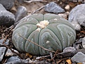 Нажмите на изображение для увеличения.

Название:	Echinocactus horizonthalonius VZD 293 Rancho La Campana, Coah.jpg
Просмотров:	142
Размер:	97.3 Кб
ID:	347118