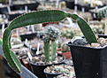 Нажмите на изображение для увеличения.

Название:	Peniocereus_maculatus.jpg
Просмотров:	146
Размер:	178.7 Кб
ID:	347131
