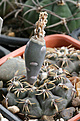 Нажмите на изображение для увеличения.

Название:	Gymnocalycium_robustum_VG345.jpg
Просмотров:	479
Размер:	238.8 Кб
ID:	347132