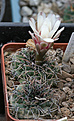 Нажмите на изображение для увеличения.

Название:	Gymnocalycium_quehlianum_WP97-130.jpg
Просмотров:	459
Размер:	236.1 Кб
ID:	347133