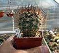 Нажмите на изображение для увеличения.

Название:	Pyrrhocactus sp. VG238.jpg
Просмотров:	135
Размер:	150.8 Кб
ID:	347199