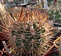 Нажмите на изображение для увеличения.

Название:	Pyrrhocactus sp. VG238...jpg
Просмотров:	144
Размер:	217.3 Кб
ID:	347200
