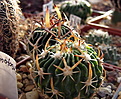 Нажмите на изображение для увеличения.

Название:	ECHINOFOSSULOCACTUS spec. RUS-073.jpg
Просмотров:	134
Размер:	196.9 Кб
ID:	347202