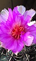 Нажмите на изображение для увеличения.

Название:	Thelocactus bicolor.
Просмотров:	98
Размер:	102.5 Кб
ID:	347214