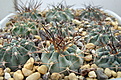 Нажмите на изображение для увеличения.

Название:	ACANTHOCALYCIUM  ferrari  VG-1027.jpg
Просмотров:	118
Размер:	239.4 Кб
ID:	347277