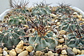 Нажмите на изображение для увеличения.

Название:	ACANTHOCALYCIUM  ferrari  VG-1027.jpg
Просмотров:	100
Размер:	239.4 Кб
ID:	347277