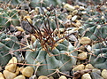 Нажмите на изображение для увеличения.

Название:	ACANTHOCALYCIUM  ferrari  VG-1027...jpg
Просмотров:	115
Размер:	229.1 Кб
ID:	347278
