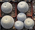 Нажмите на изображение для увеличения.

Название:	Mammillaria pectinifera.JPG
Просмотров:	172
Размер:	221.8 Кб
ID:	347280