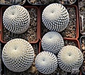 Нажмите на изображение для увеличения.

Название:	Mammillaria pectinifera.JPG
Просмотров:	145
Размер:	221.8 Кб
ID:	347280